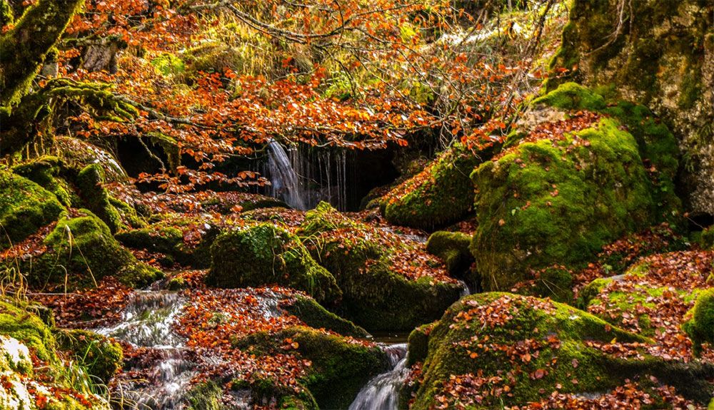 10 consejos para fotografíar bosques