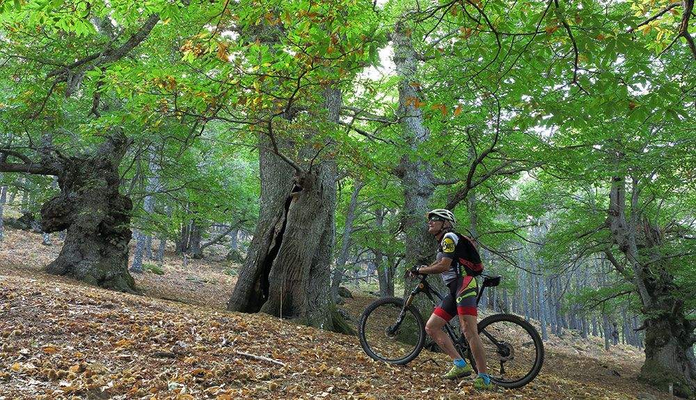 Castañar de Yedra y el gozo del otoño Castañar de Yedra y el gozo del otoño