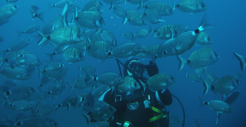 Entre un banco de peces Entre un banco de peces