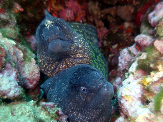 Buceo en la Comunidad Valenciana Buceo en la Comunidad Valenciana