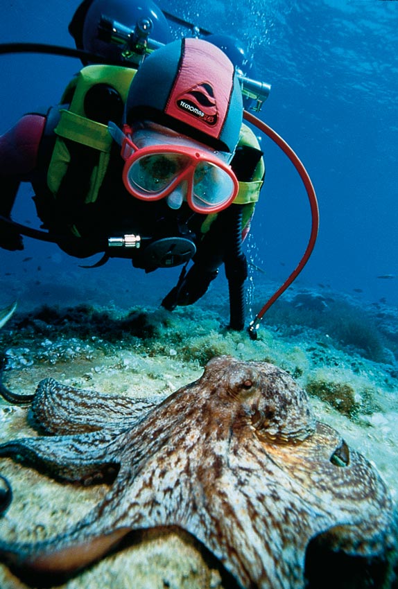 Buceo en la Comunidad Valenciana Buceo en la Comunidad Valenciana