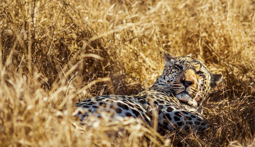 Viajes de eco-voluntariado en Sudáfrica Viajes de eco-voluntariado en Sudáfrica