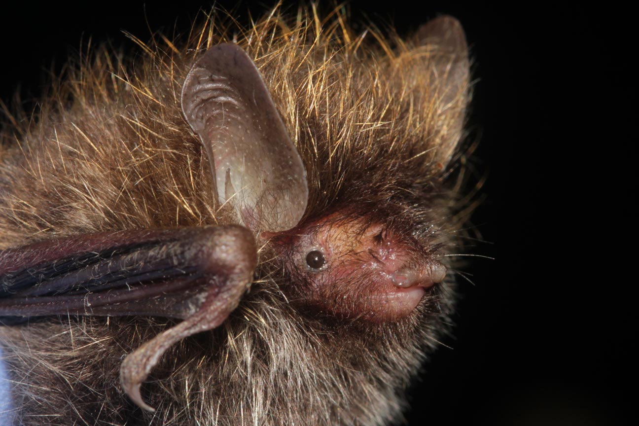 Más de 150 nuevas especies descubiertas en el Gran Mekong Más de 150 nuevas especies descubiertas en el Gran Mekong
