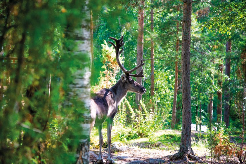 Finlandia, después del silencio Finlandia, después del silencio