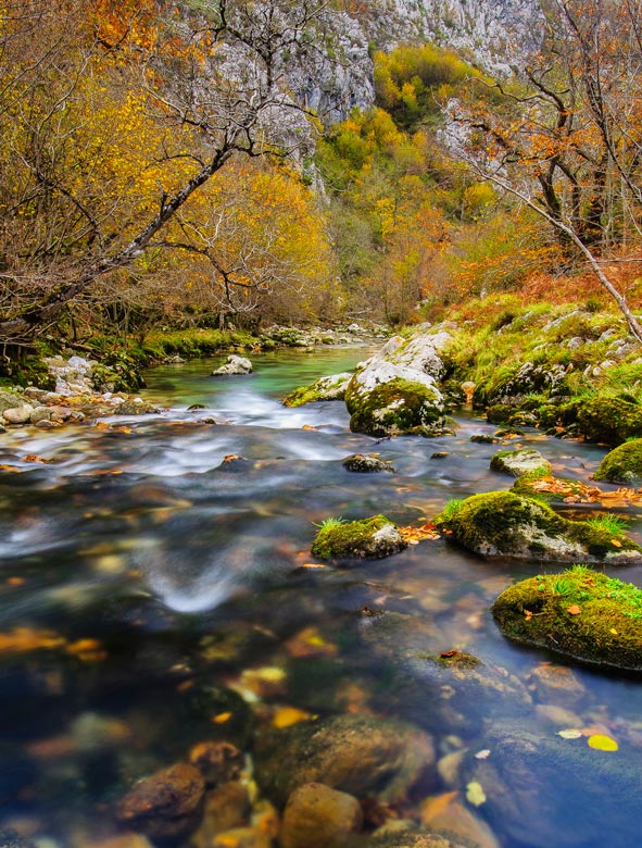 5 bosques desconocidos para primavera y otoño 5 bosques desconocidos para primavera y otoño