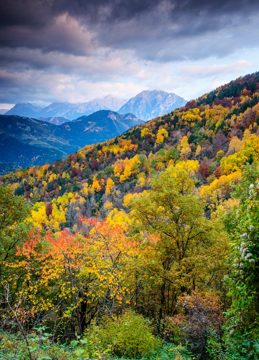 5 bosques desconocidos para primavera y otoño 5 bosques desconocidos para primavera y otoño