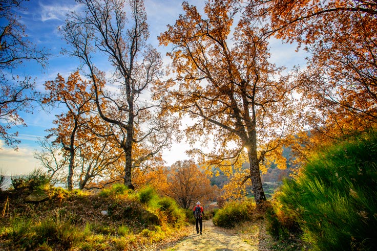 5 bosques desconocidos para primavera y otoño 5 bosques desconocidos para primavera y otoño
