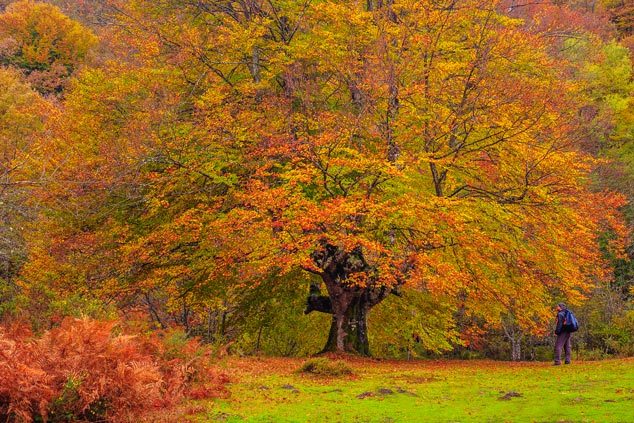 5 bosques desconocidos para primavera y otoño 5 bosques desconocidos para primavera y otoño