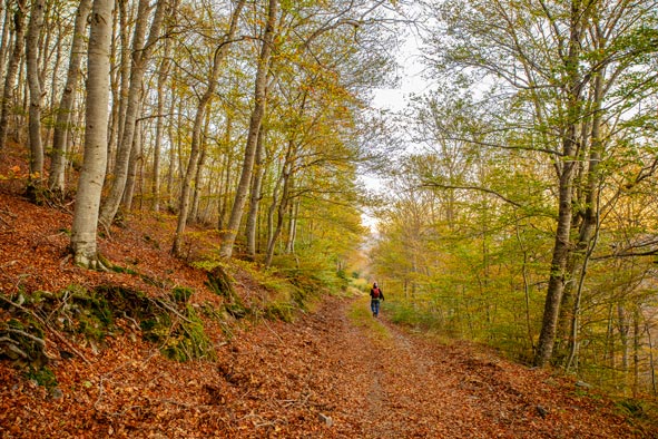 5 bosques desconocidos para primavera y otoño 5 bosques desconocidos para primavera y otoño