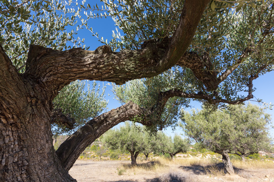 La Ruta de los Olivos Milenarios La Ruta de los Olivos Milenarios