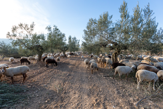 La Ruta de los Olivos Milenarios La Ruta de los Olivos Milenarios