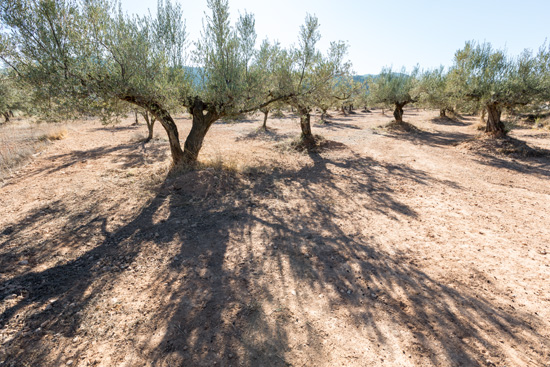 La Ruta de los Olivos Milenarios La Ruta de los Olivos Milenarios