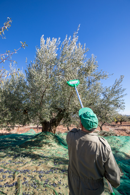 La Ruta de los Olivos Milenarios La Ruta de los Olivos Milenarios