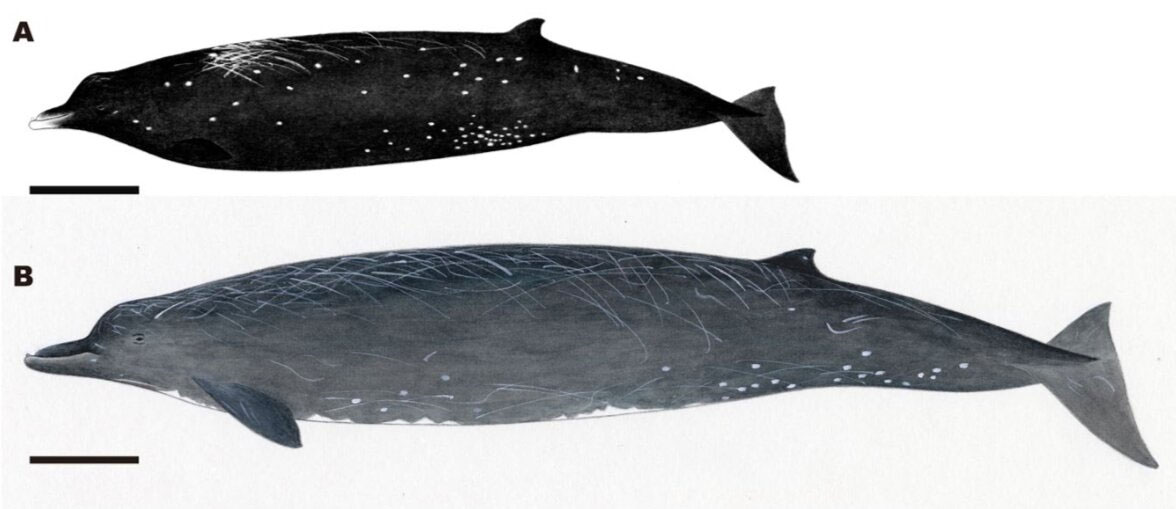 Descubren una nueva especie de ballena en Japón Descubren una nueva especie de ballena en Japón