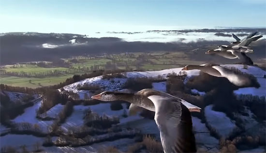 Spread Your Wings: volar junto a los pájaros
