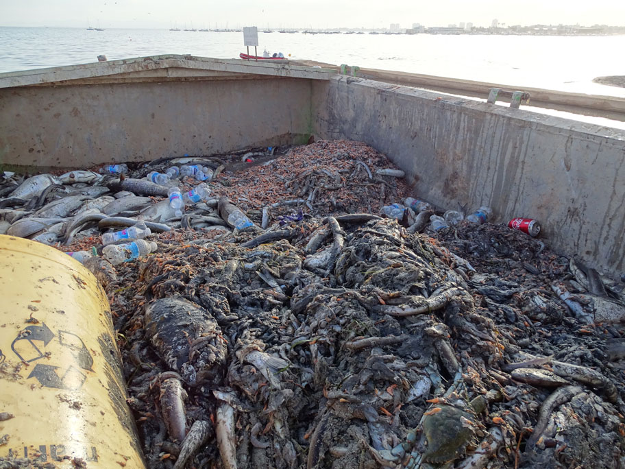 Muerte masiva de fauna en el Mar Menor Muerte masiva de fauna en el Mar Menor