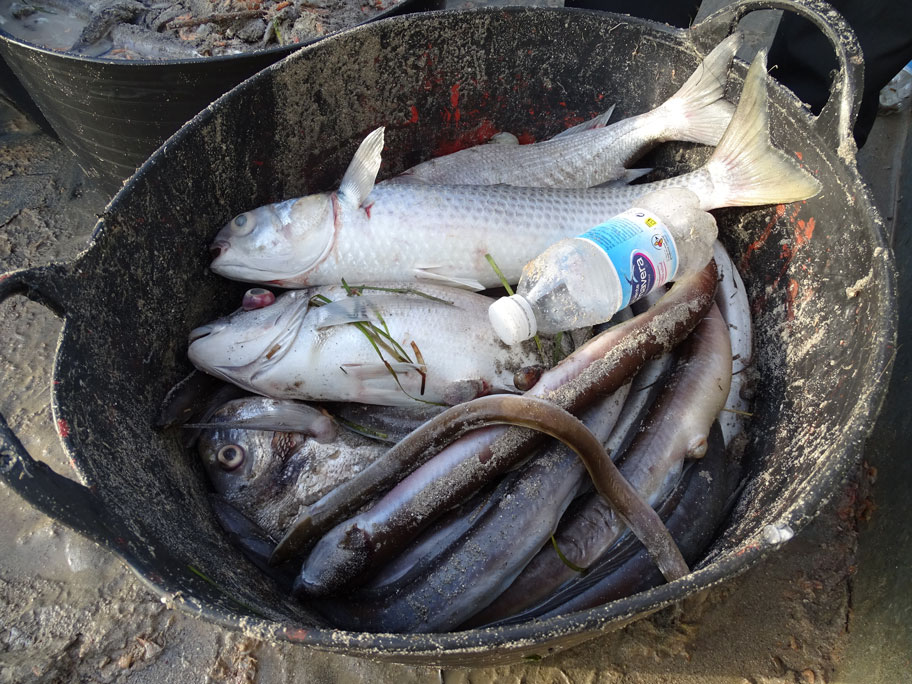 Muerte masiva de fauna en el Mar Menor Muerte masiva de fauna en el Mar Menor