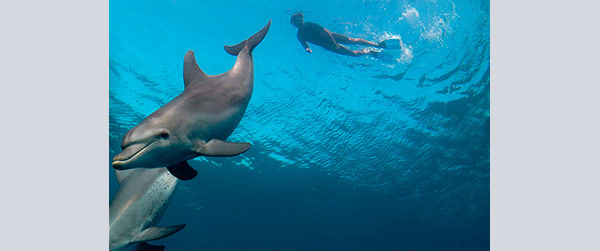 Nadar con delfines