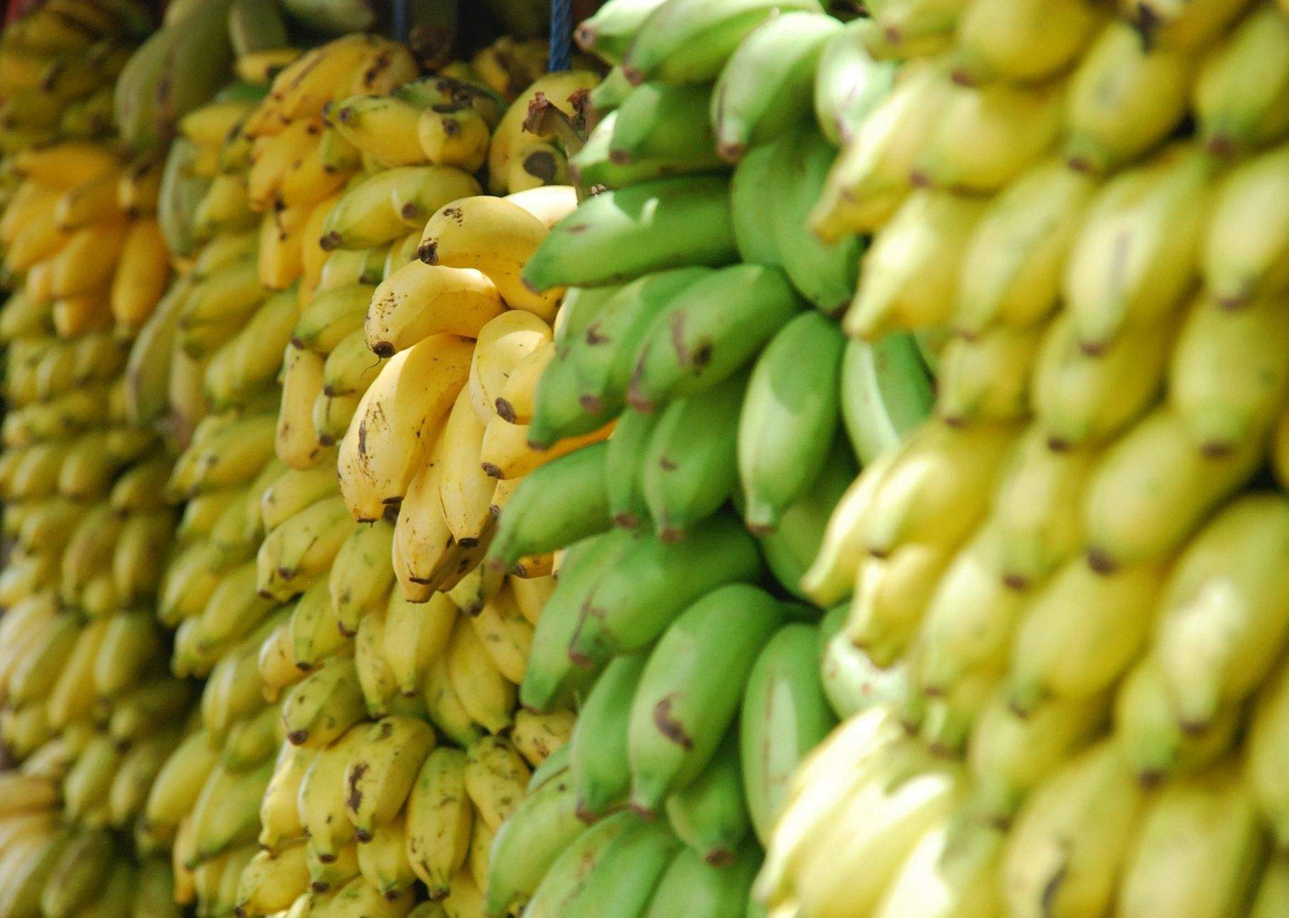 La fuerza de un plátano va mucho más allá de su alto contenido en potasio. LOTTE LOHOR