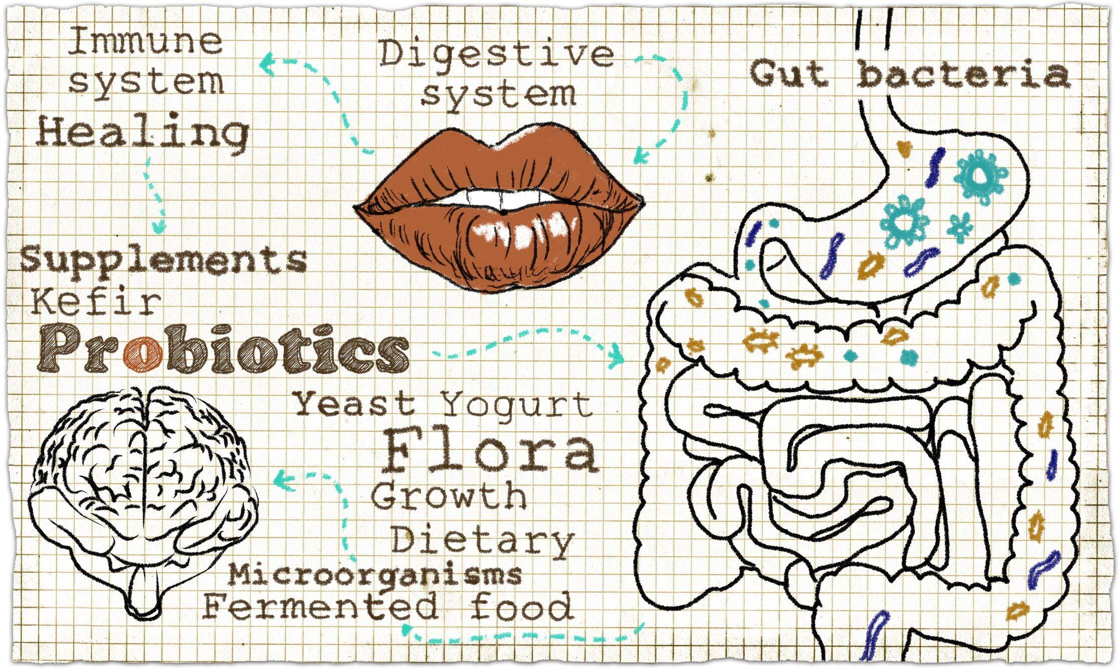 Importancia de la flora intestinal en el sistema inmunológico