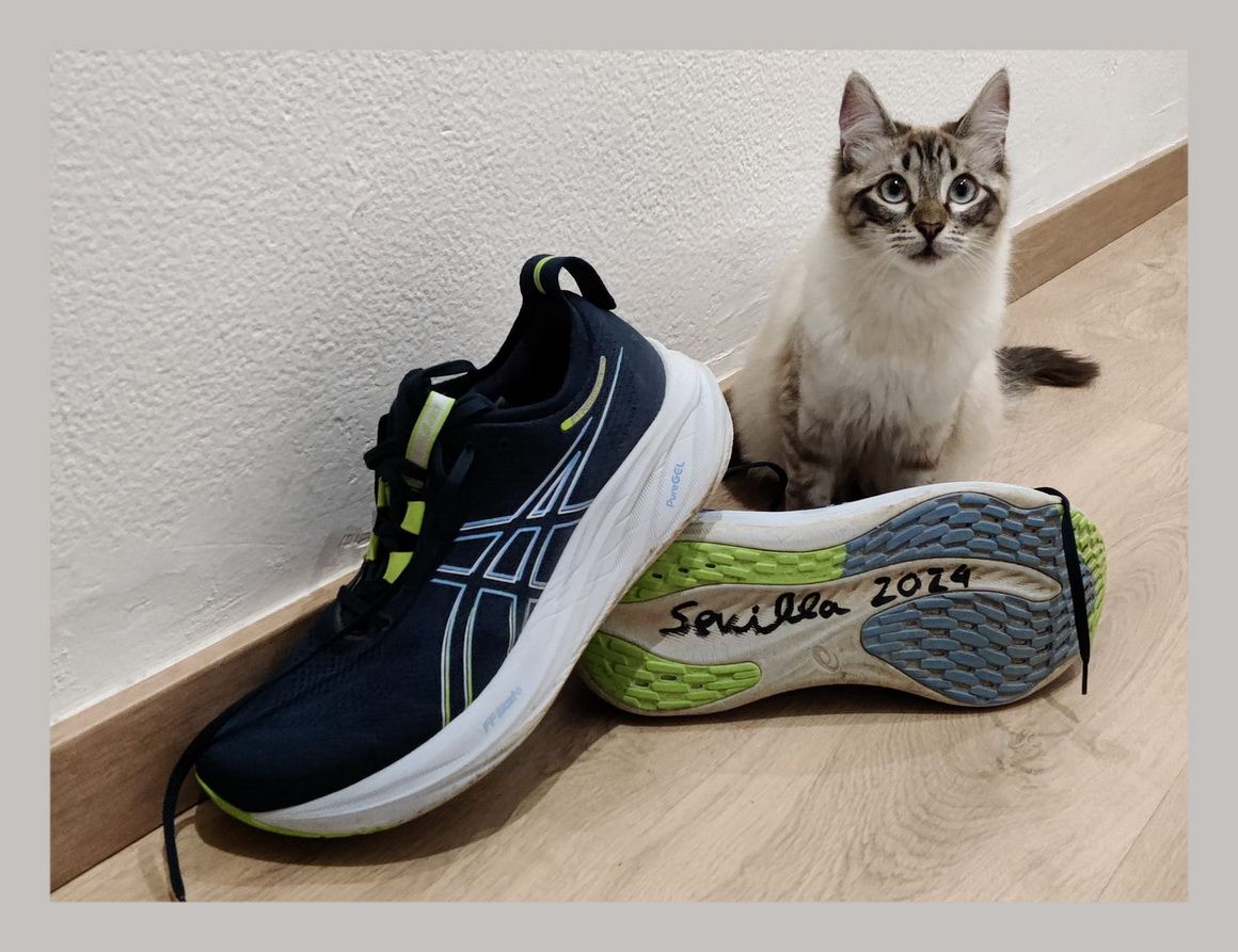 Tecla, la gata de Álex Pérez, también quiere las preciosas zapatillas de su amigo canoso.