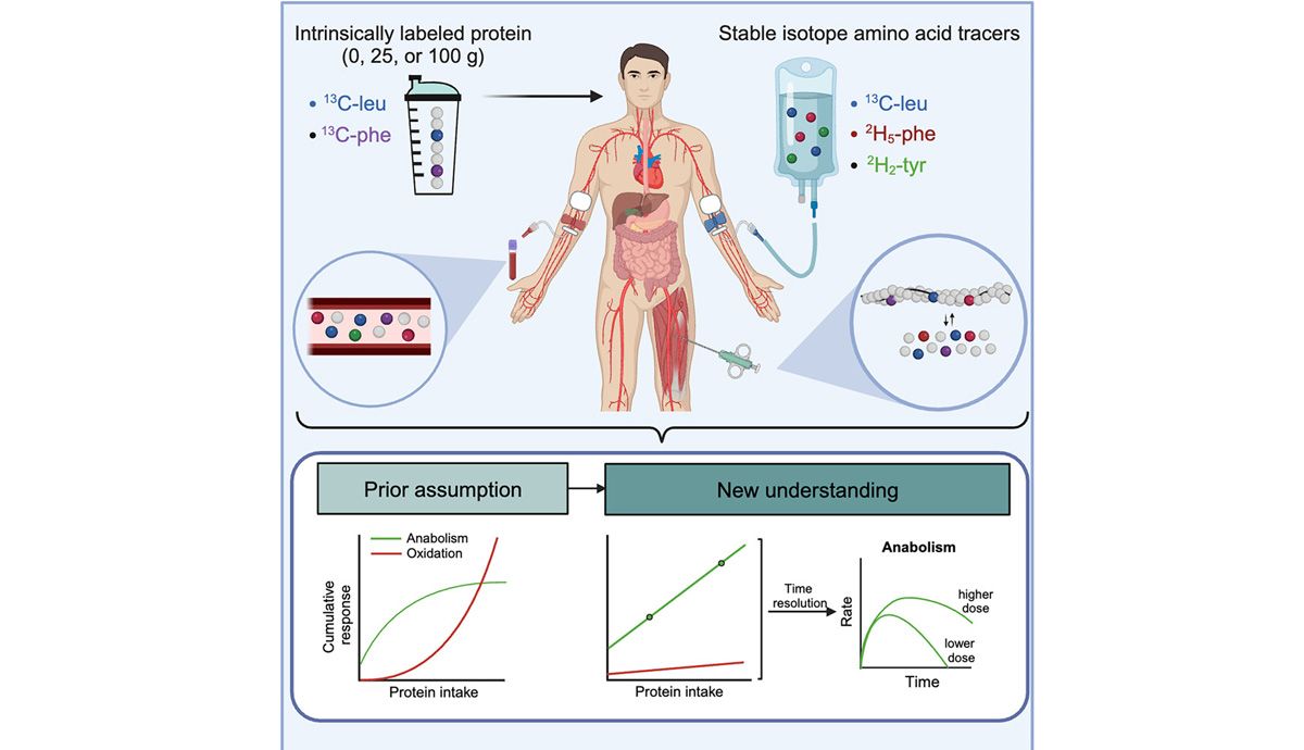 Un nuevo estudio encuentra que no hay cantidad límite de ingesta de proteínas para crear músculo
