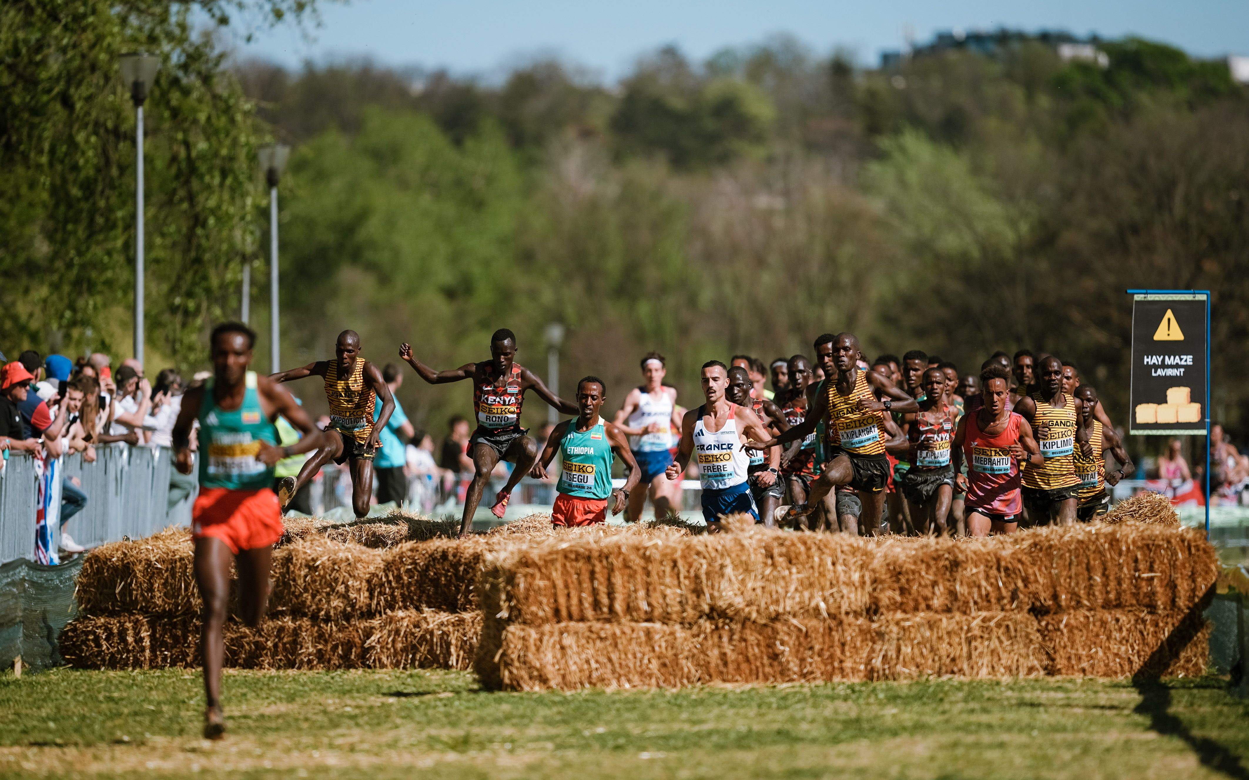 La zona de alpacas fue una de las más atractivas de este Mundial de Cross de Belgrado. SPORTMEDIA.