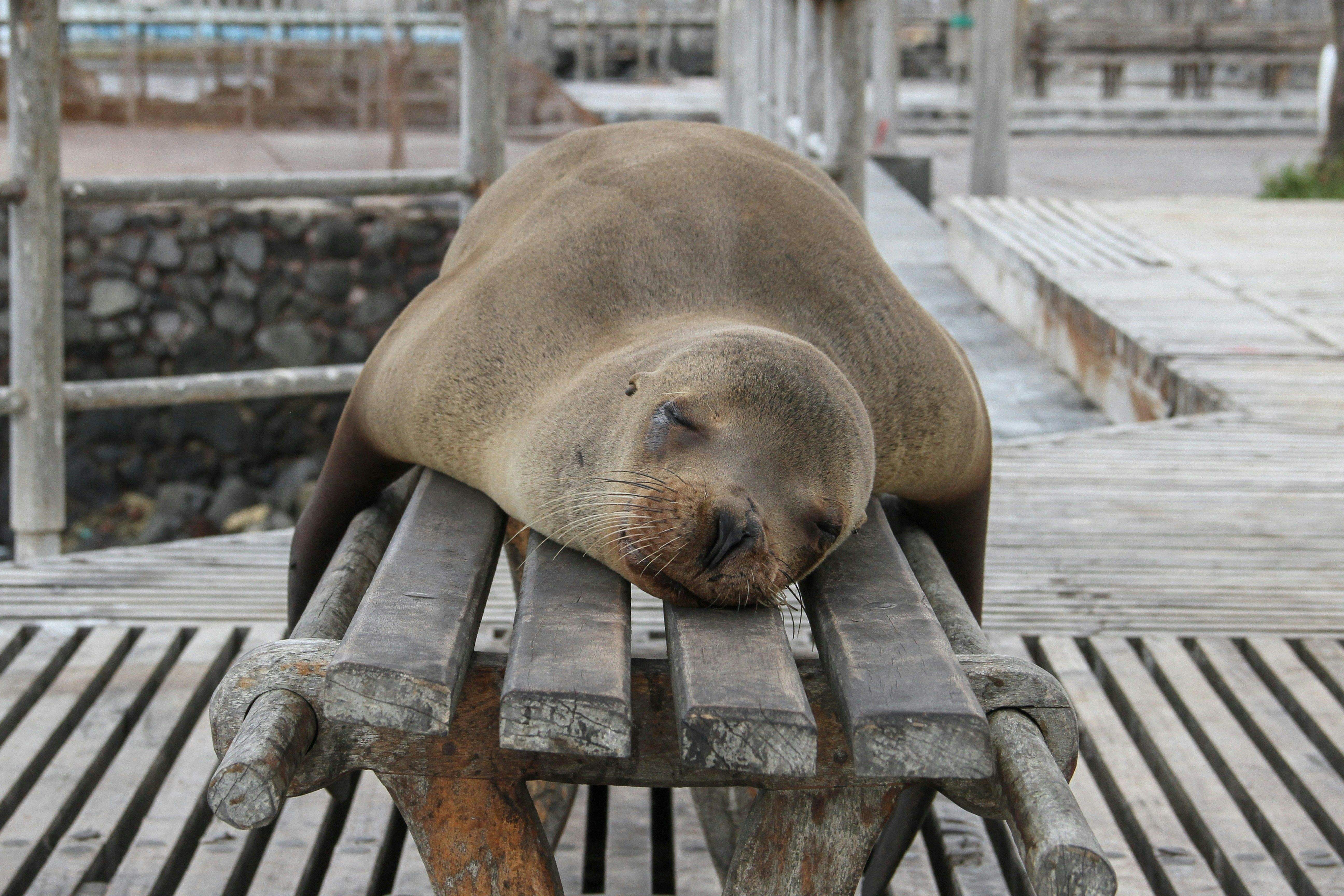 La siesta es uno de los mayores placeres de la vida y lo sabemos en España pero también en otros países. JACKMAN CHIU.