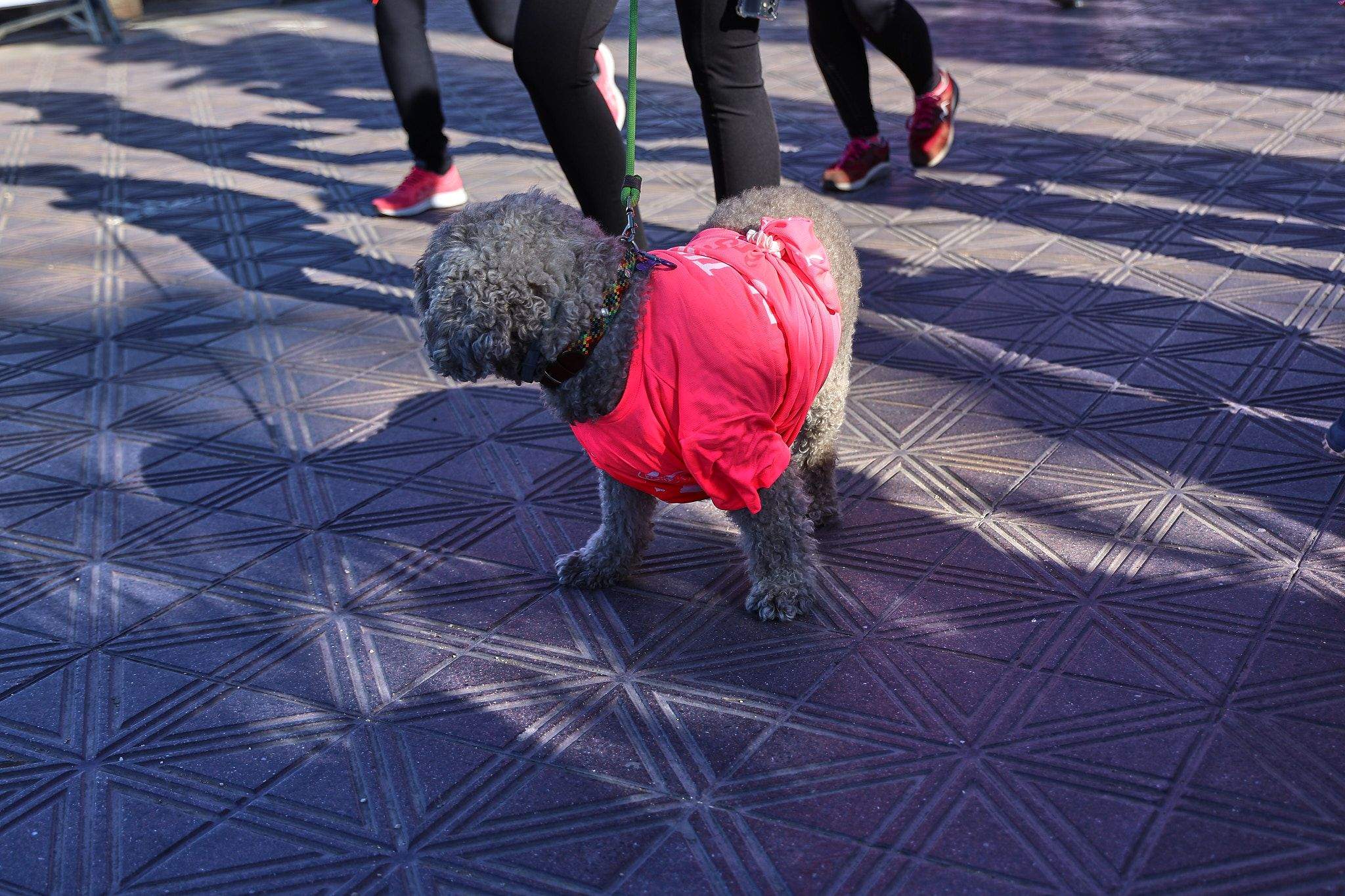 Las mejores fotos de la Carrera de la Mujer Central Lechera Asturiana de Valencia 2025. 1151