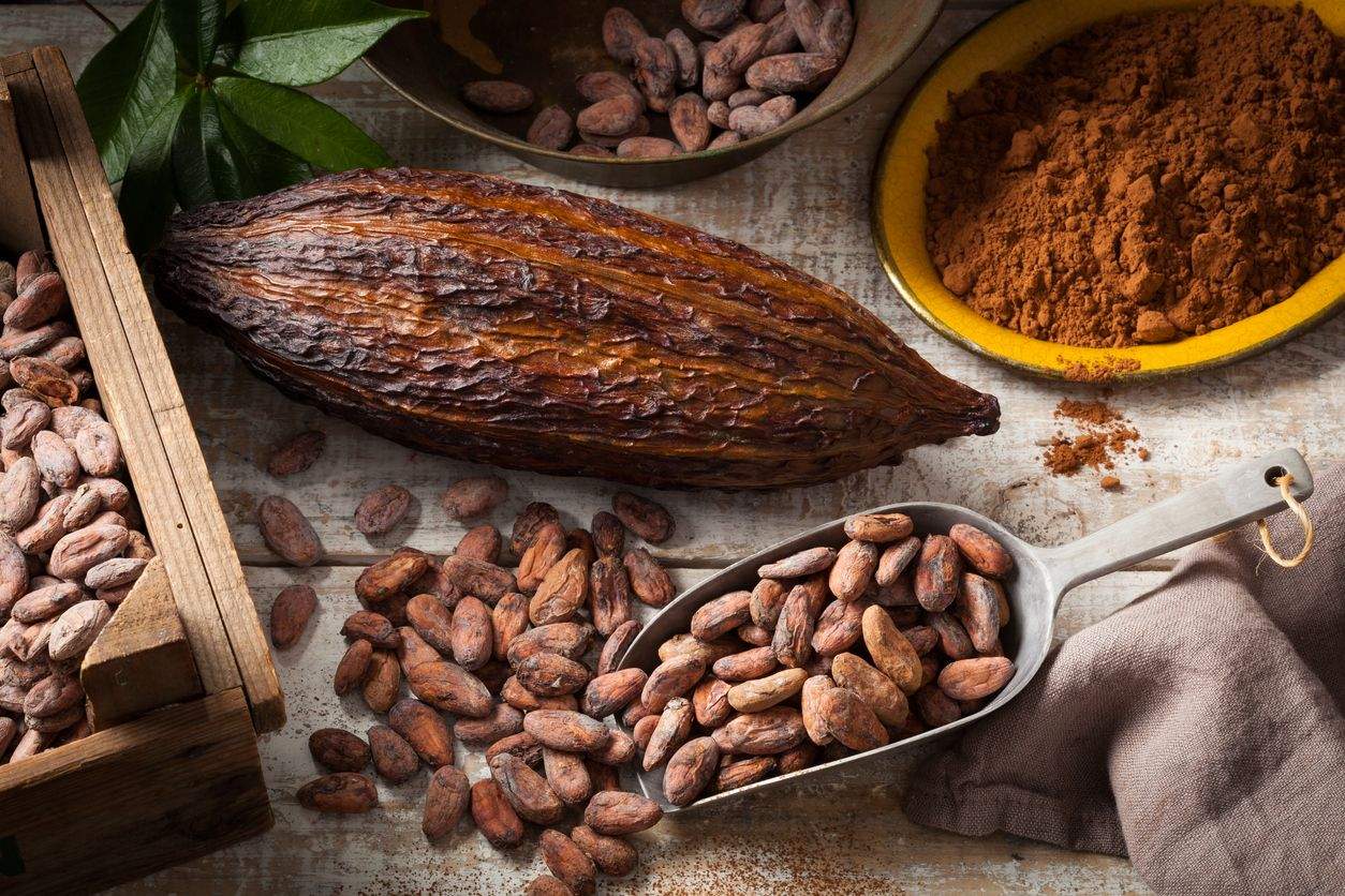 Qué nos aportan los flavonoides del cacao Qué nos aportan los flavonoides del cacao