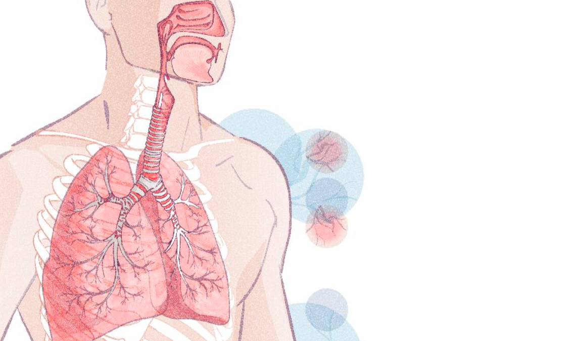 La oxigenación muscular es el puente invisible entre tu respiración y tu rendimiento. 