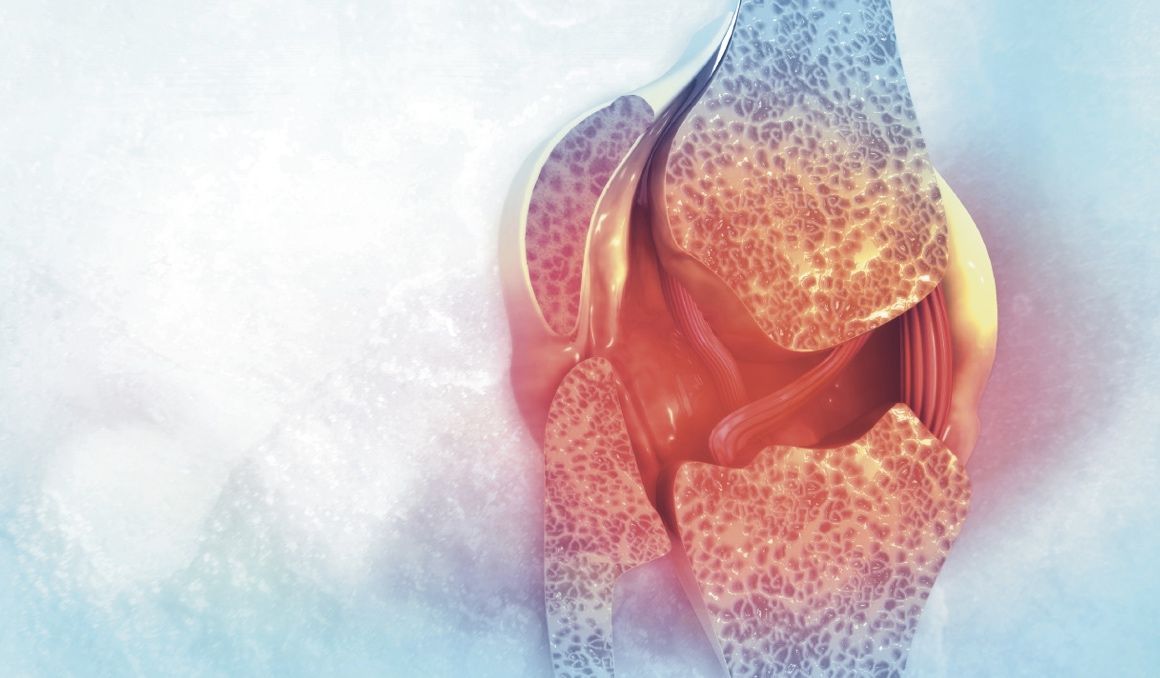 Los meniscos son unos fibrocartílagos que están interrumpidos en la zona central a la altura de las espinas tibiales