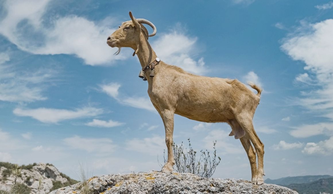 Esta es la cabra a la que han colocado un GPS para crear una ruta de trail. Esta es la cabra a la que han colocado un GPS para crear una ruta de trail.