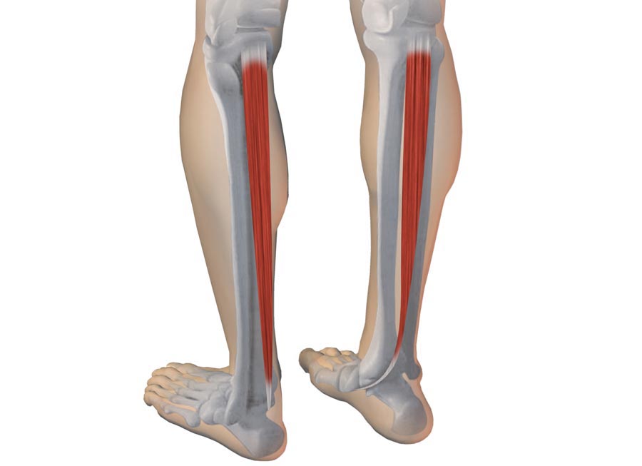 Arco plantar: reforzar el tibial posterior Arco plantar: reforzar el tibial posterior