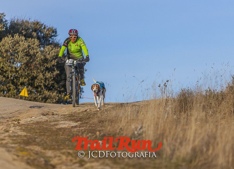 Mushing de Villamanta: canicross y bikejoring popular