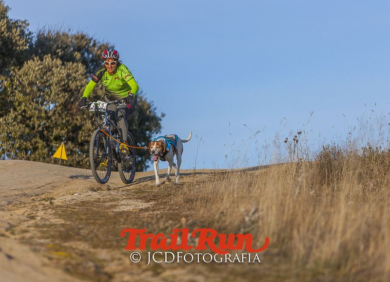 Mushing de Villamanta: canicross y bikejoring popular
