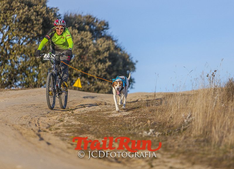 Mushing de Villamanta: canicross y bikejoring popular