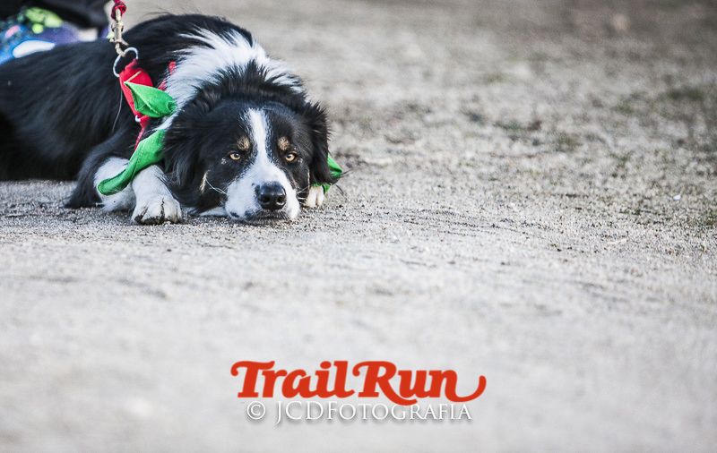 Mushing de Villamanta: canicross y bikejoring popular