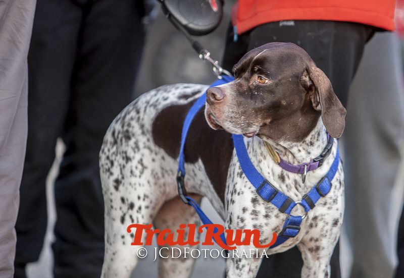 Mushing de Villamanta: canicross y bikejoring popular