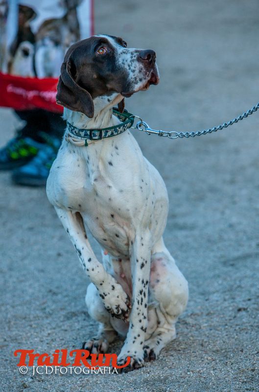Campeonato de España de Mushing 2017