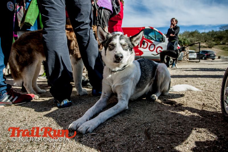 Campeonato de España de Mushing 2017