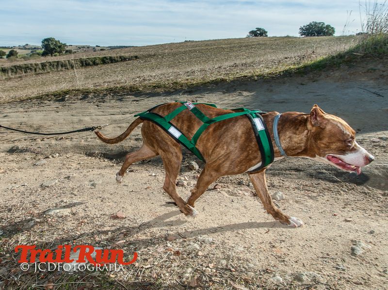 Campeonato de España de Mushing 2017