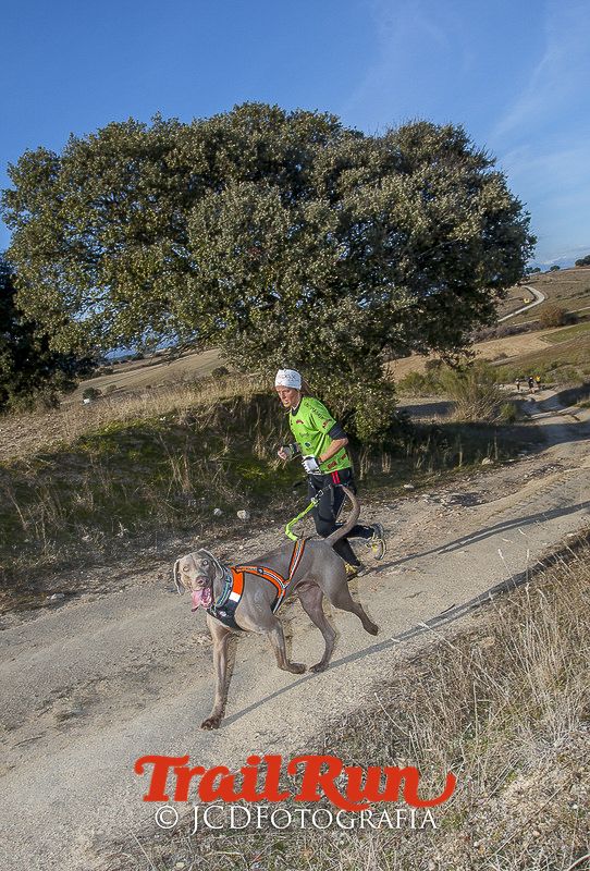 Mushing de Villamanta: canicross y bikejoring popular