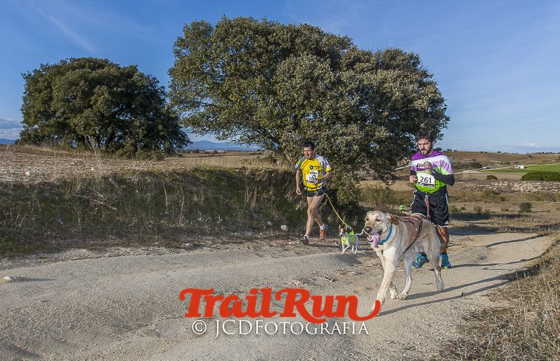 Mushing de Villamanta: canicross y bikejoring popular