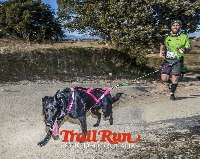 Mushing de Villamanta: canicross y bikejoring popular