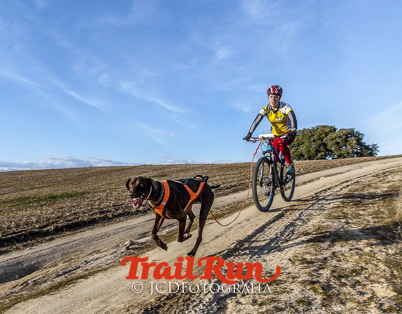 Mushing de Villamanta: canicross y bikejoring popular