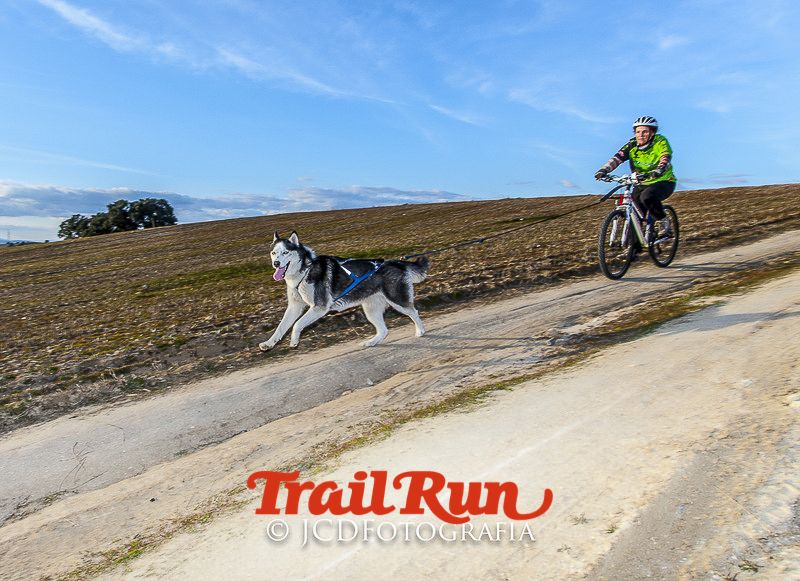 Mushing de Villamanta: canicross y bikejoring popular