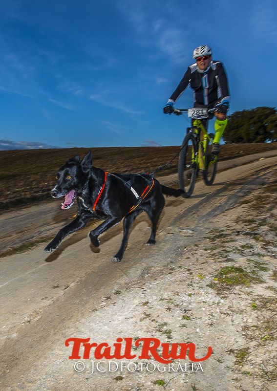 Mushing de Villamanta: canicross y bikejoring popular