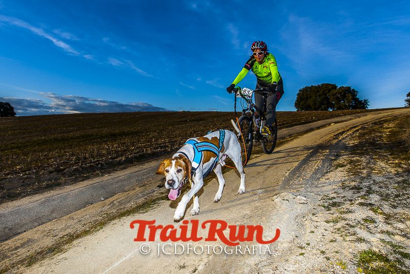 Mushing de Villamanta: canicross y bikejoring popular