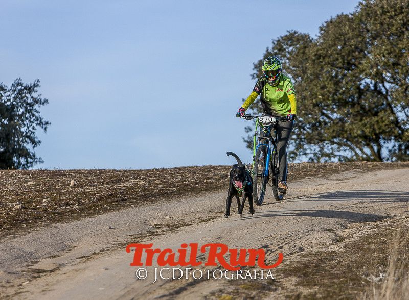 Mushing de Villamanta: canicross y bikejoring popular